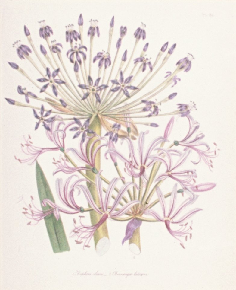 Image of Buphone ciliaris; Brunsvigia laticoma
