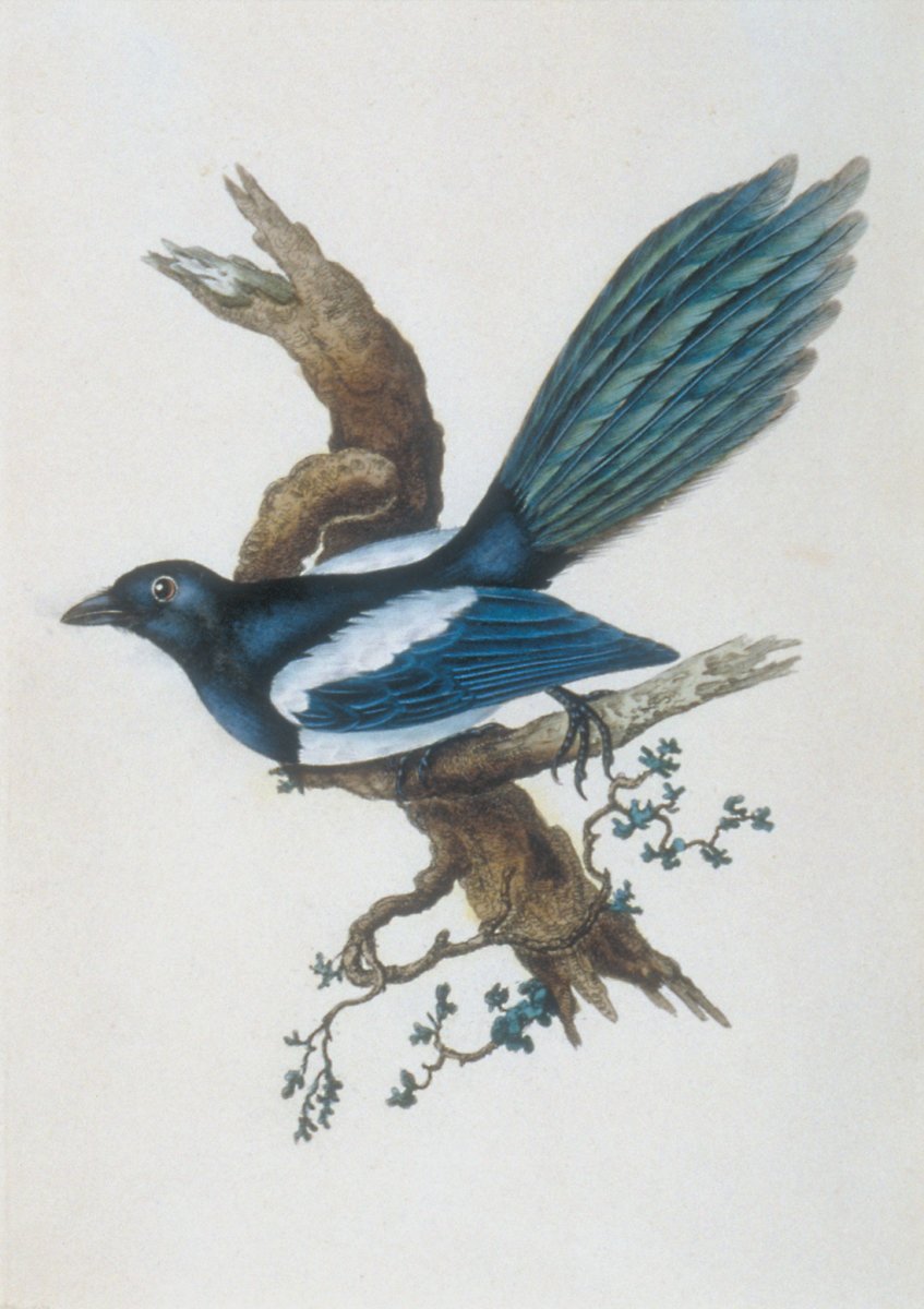 Image of Bird – Magpie