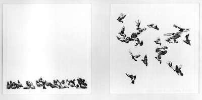 Image of The Birds (Untitled)