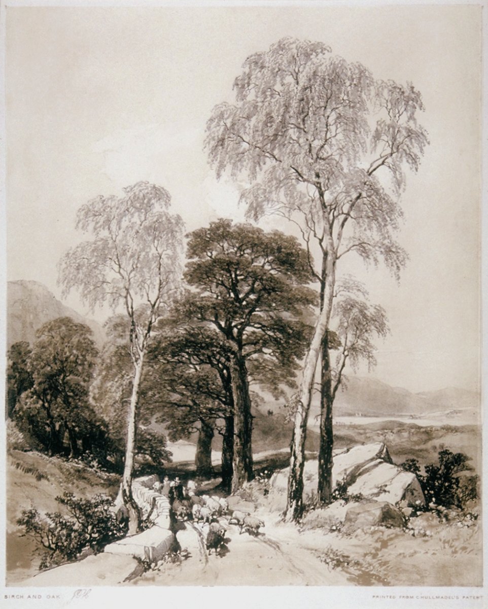Image of Birch and Oak