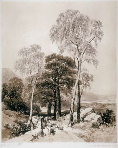 Image of Birch and Oak