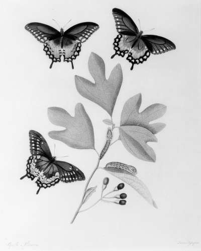 Image of Butterfly (Papilio Ileoneus) on Laurel Leaf