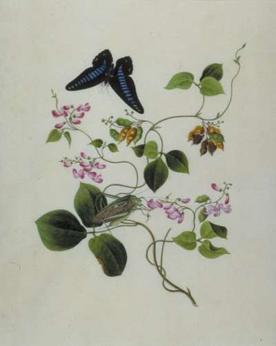 Image of Black & Blue Butterfly & Grasshopper on Pink Buds