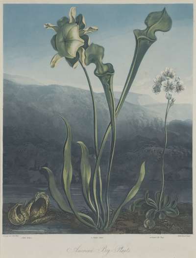 Image of American Bog-Plants