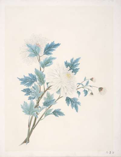 Image of White Chrysanthemums