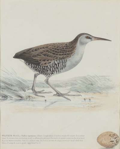 Image of Water Rail