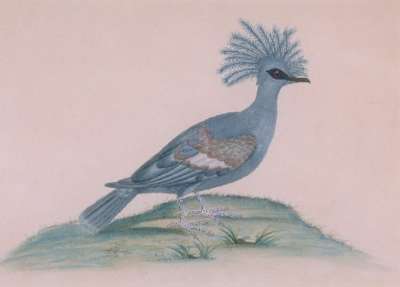 Image of Bird – Victoria Crowned Pigeon (Goura victoria)