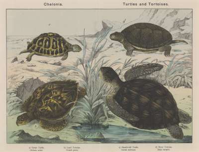 Image of Chelonia. Turtles and Tortoises.