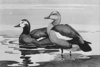 Image of South African Sheld-Duck