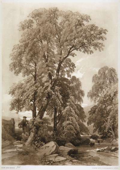 Image of Elm and Birch