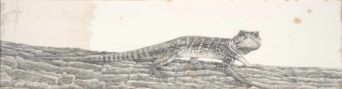 Image of Tuqueque Lizard