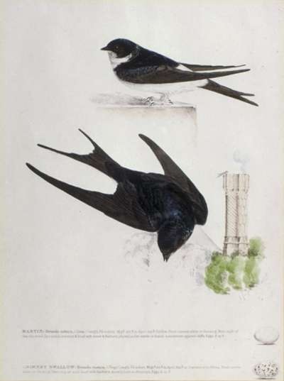 Image of Martin and Chimney Swallow