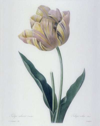 Image of Tulipe Cultivée / Tulipa Culta