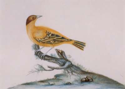 Image of Bird (Yellow)