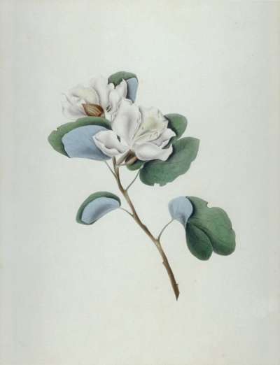 Image of Bauhnia Candida Hutchnaar – White