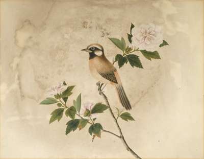 Image of Bird