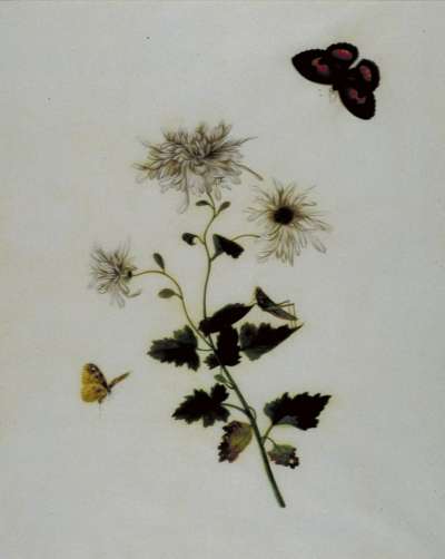 Image of Butterflies & Grasshopper on White Flowers