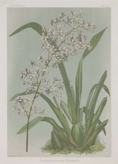 Image of Odontoglossum edwardii