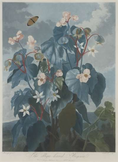 Image of Oblique-Leaved Begonia