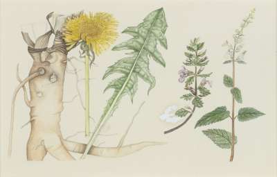 Image of Dandelion, Wall Germander and Wood Sage