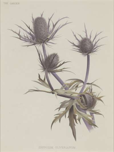 Image of Eryngium Oliverianum