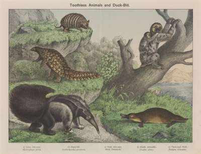 Image of Toothless Animals and Duck-Bill.