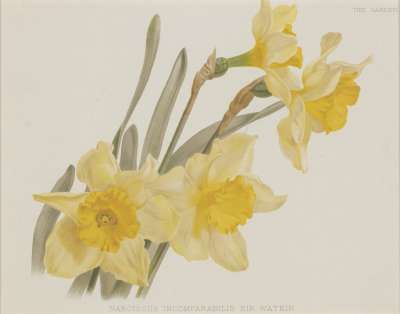 Image of Narcissus Incomparabilis Sir Watkin