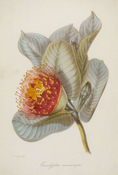 Image of Eucalyptus Macrocarpa