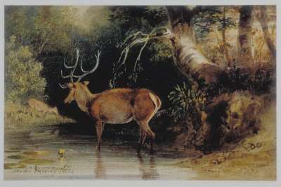 Image of Stag in a River