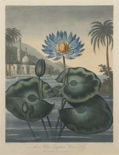 Image of The Blue Egyptian Water-Lily