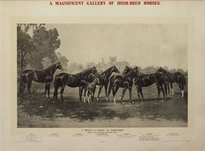Image of A Magnificent Gallery of Irish-Bred Horses.  A Rhoda B Group at Glencairn, Bred at Mr. Crocker’s Stud