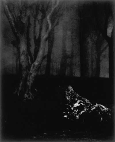 Image of Untitled (Forest, Fog & Stone)
