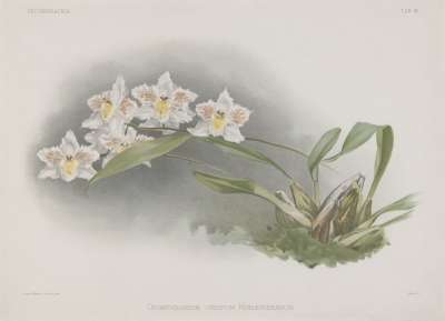 Image of Odontoglossum crispum Kinlesideanum