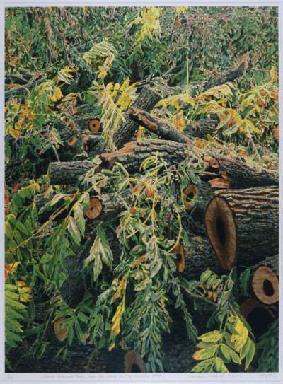 Image of Black Walnut Tree, Kew, 21 October 1987