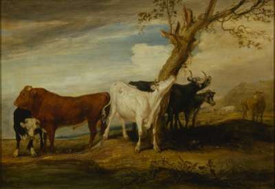 Image of Cattle