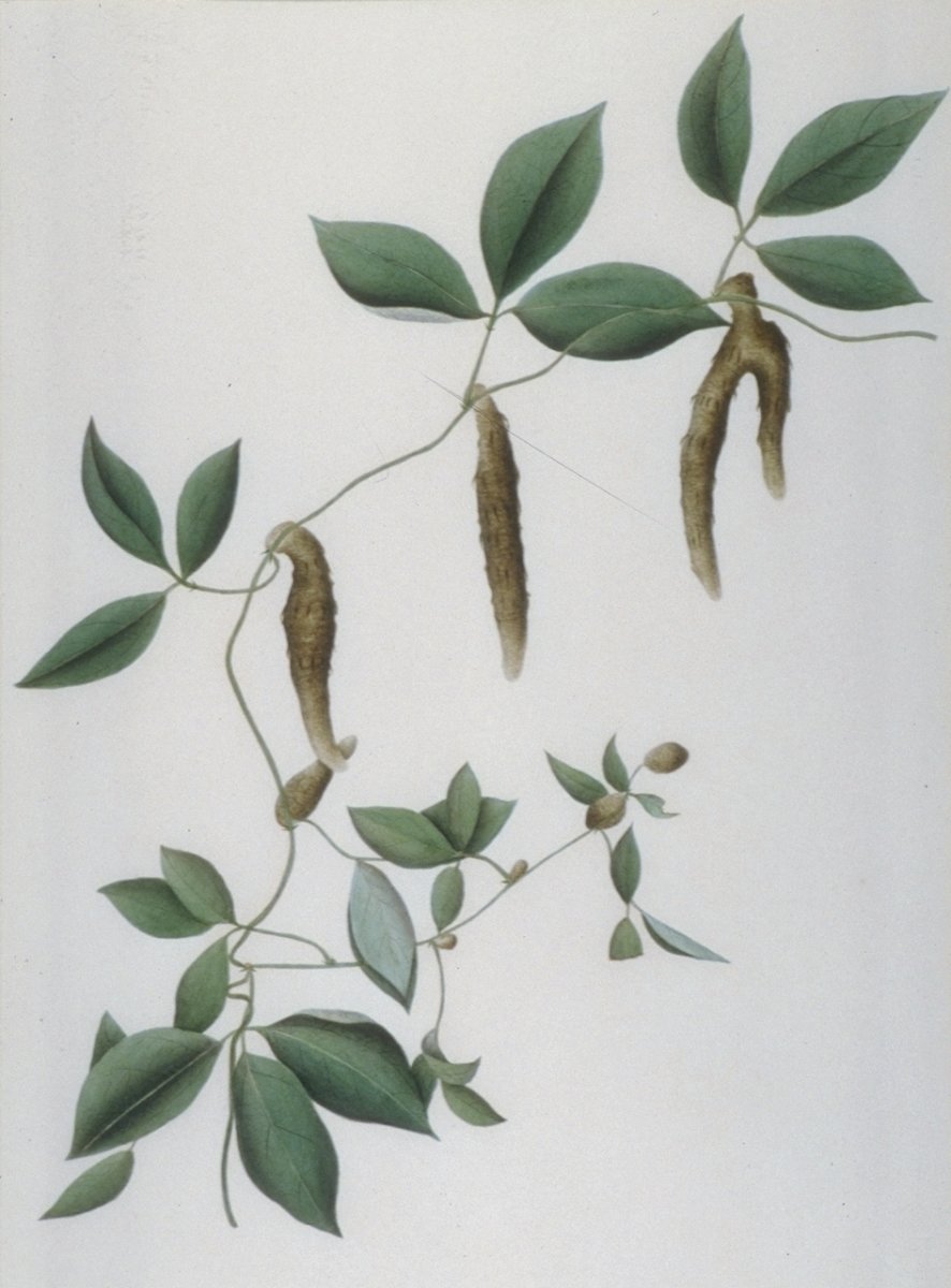 Image of Unnamed Botanical Specimen