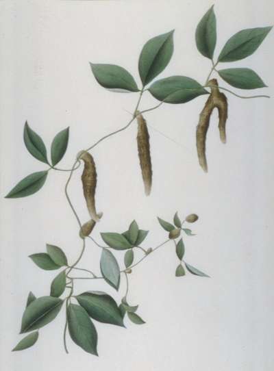 Image of Unnamed Botanical Specimen