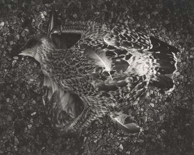 Image of Dead Bird (Black Isle, Scotland)