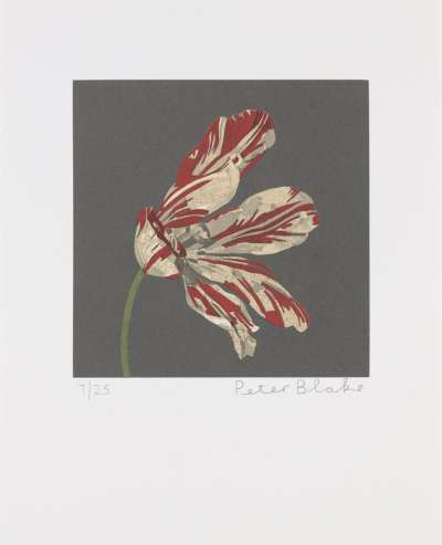 Image of Tulip (after Jacob van Walscappelle Flowers in a Glass Vase)