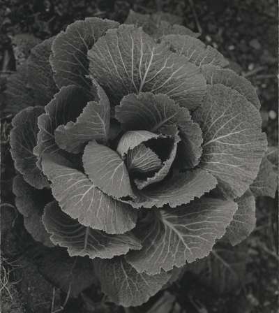 Image of Cabbage No 14