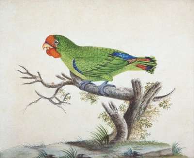 Image of Green and Blue Parrot