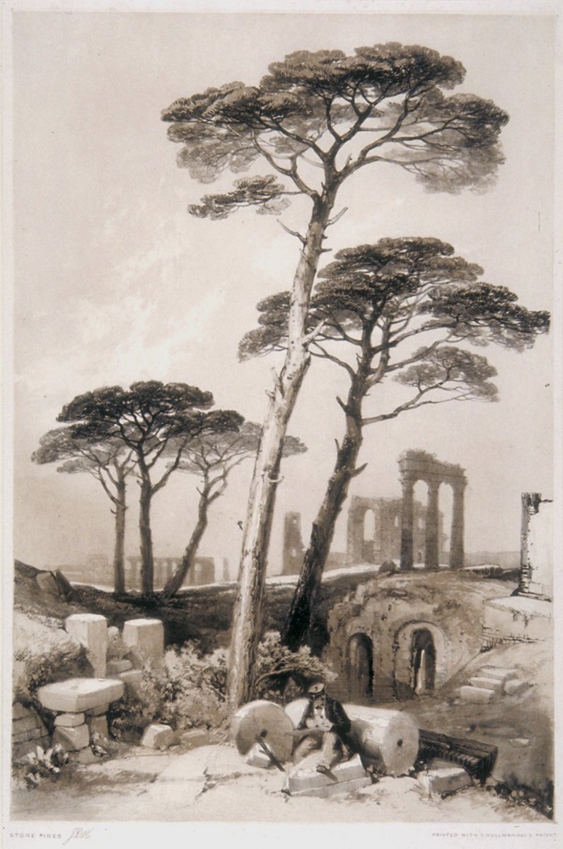 Image of Stone Pines