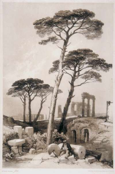 Image of Stone Pines