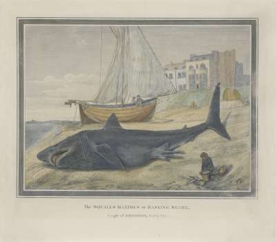Image of The Squalus Maximus or Basking Shark Caught off Brighton, 3 November 1812