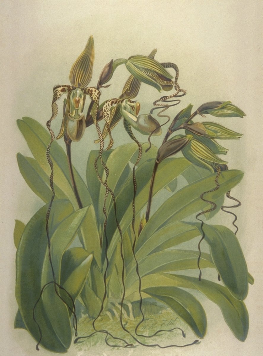 Image of Cypripedium sanderiantem