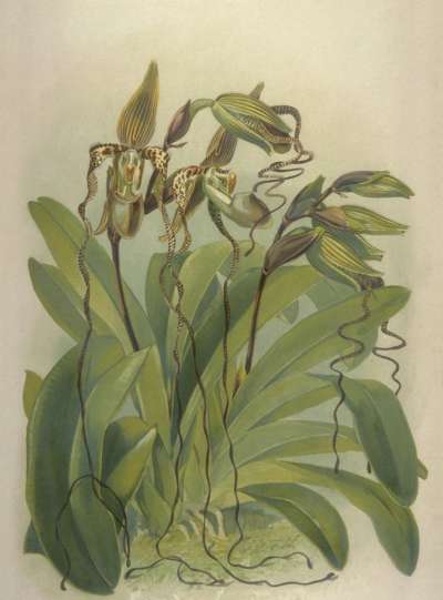 Image of Cypripedium sanderiantem