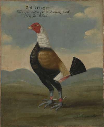 Image of Old Trodgon, a Fighting Cock
