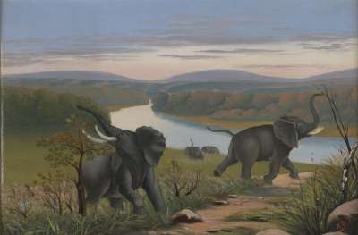 Image of Elephant Shooting on the Kwanga River