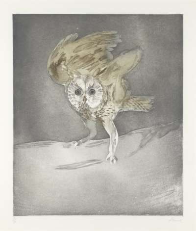 Image of Long Eared Owl