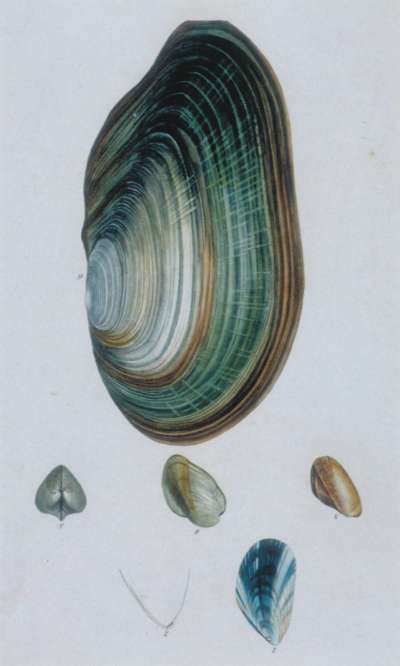 Image of Shells (Plate XV)